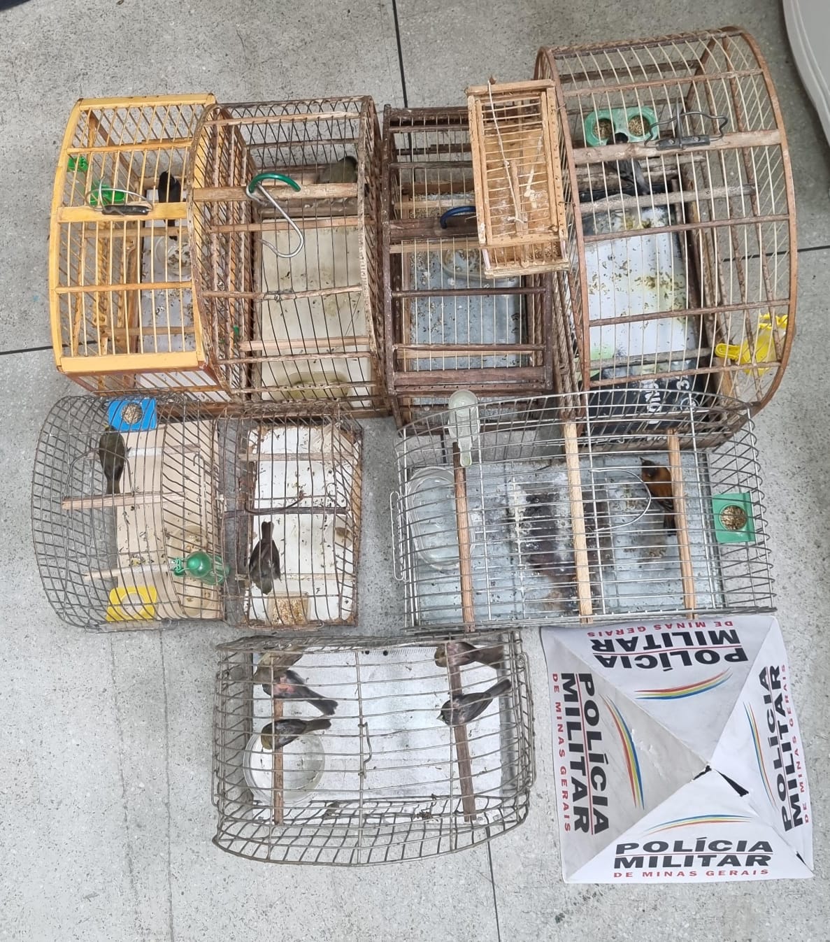 Mulher é multada em quase R$ 30 mil por manter pássaros silvestres em cativeiro no Bairro da Glória